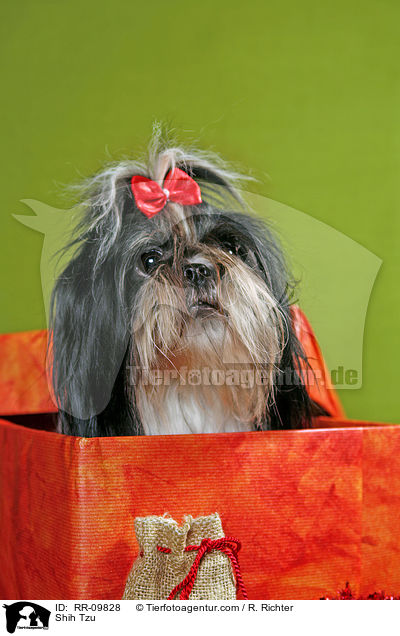 Shih Tzu / Shih Tzu / RR-09828