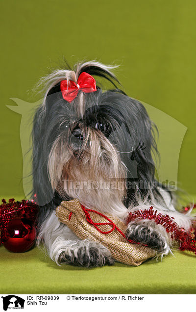 Shih Tzu / Shih Tzu / RR-09839