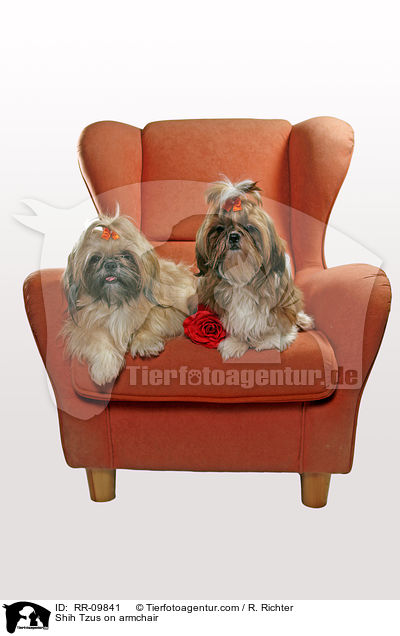 Shih Tzus auf Sessel / Shih Tzus on armchair / RR-09841