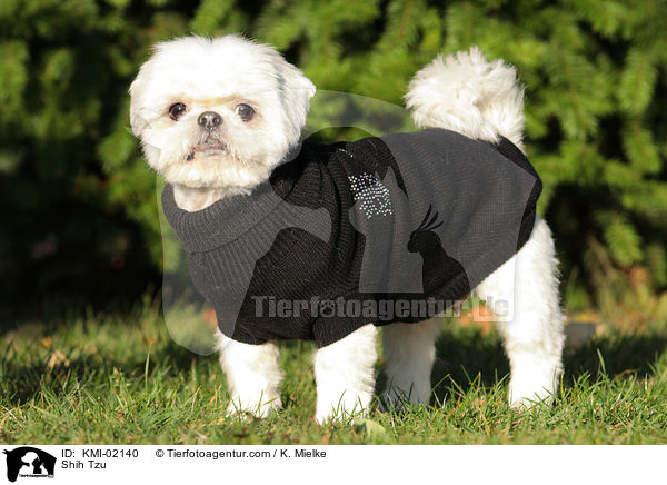 Shih Tzu / Shih Tzu / KMI-02140