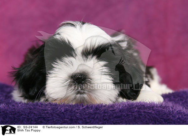 Shih Tzu Welpe / Shih Tzu Puppy / SS-24144