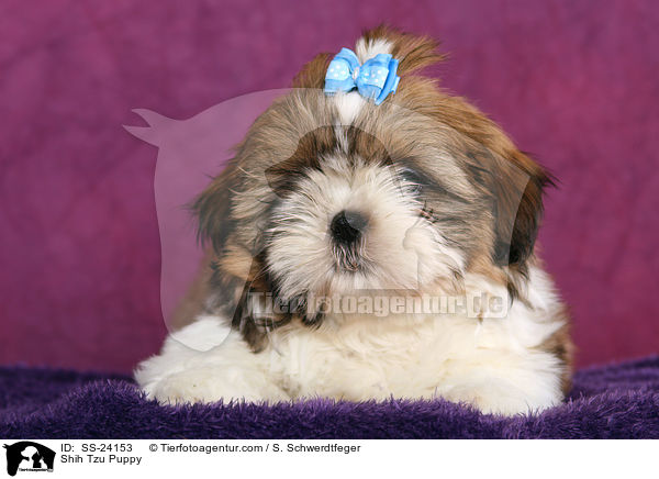 Shih Tzu Welpe / Shih Tzu Puppy / SS-24153
