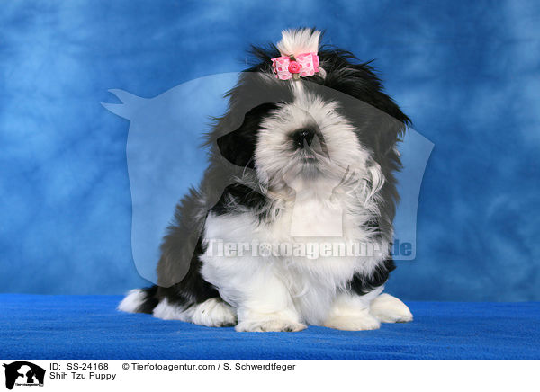 Shih Tzu Welpe / Shih Tzu Puppy / SS-24168