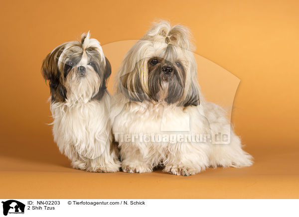 2 Shih Tzus / 2 Shih Tzus / NN-02203