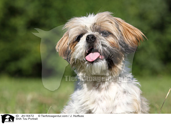 Shih Tzu Portrait / Shih Tzu Portrait / JH-16472