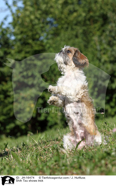 Shih Tzu macht Mnnchen / Shih Tzu shows trick / JH-16474