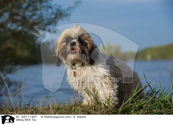 sitzender Shih Tzu / sitting Shih Tzu / SST-11497