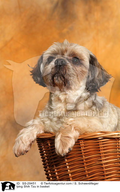 liegender Shih Tzu im K�rbchen / lying Shih Tzu in basket / SS-29451