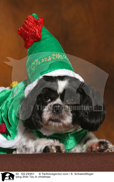 liegender Shih Tzu zu Weihnachten / lying Shih Tzu in christmas / SS-29461