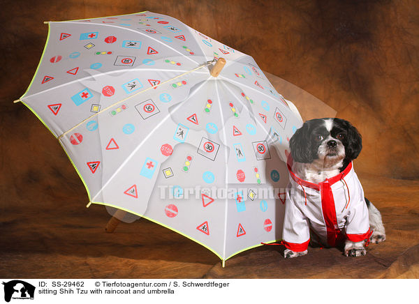 sitzender Shih Tzu mit Regenmantel und Schirm / sitting Shih Tzu with raincoat and umbrella / SS-29462