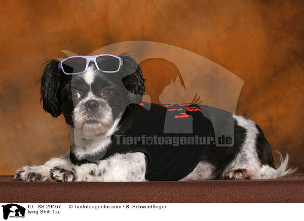 liegender Shih Tzu / lying Shih Tzu / SS-29467