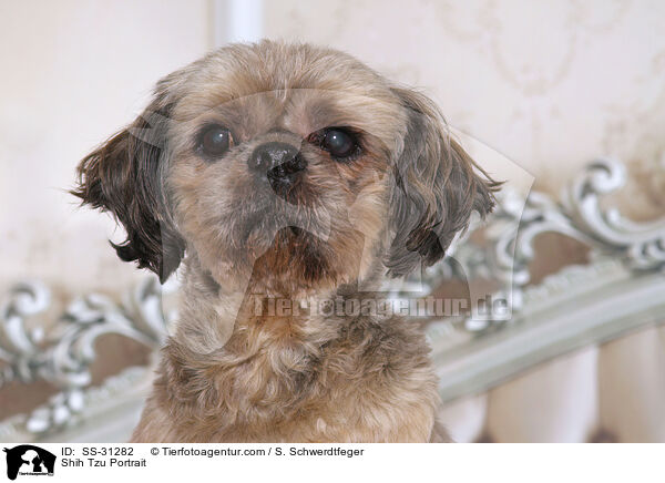 Shih Tzu Portrait / Shih Tzu Portrait / SS-31282