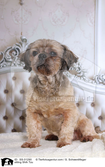 sitzender Shih Tzu / sitting Shih Tzu / SS-31290