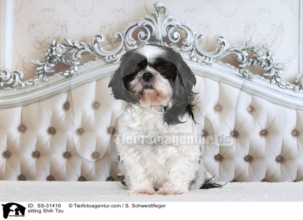 sitzender Shih Tzu / sitting Shih Tzu / SS-31416
