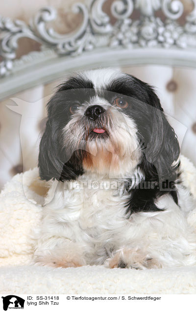 liegender Shih Tzu / lying Shih Tzu / SS-31418