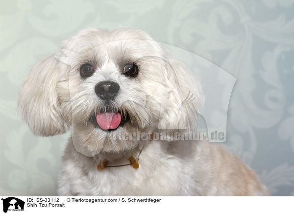 Shih Tzu Portrait / Shih Tzu Portrait / SS-33112
