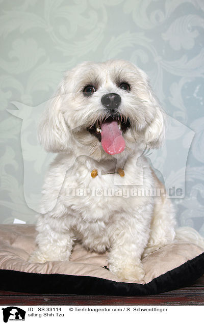 sitzender Shih Tzu / sitting Shih Tzu / SS-33114