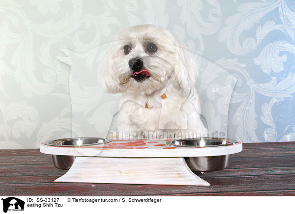 fressender Shih Tzu / eating Shih Tzu / SS-33127
