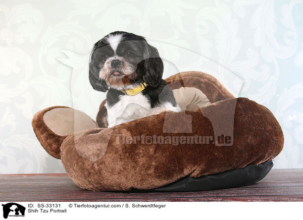 Shih Tzu Portrait / SS-33131