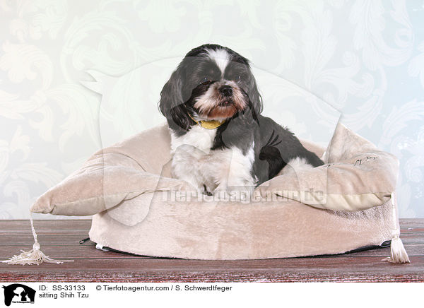 sitzender Shih Tzu / sitting Shih Tzu / SS-33133