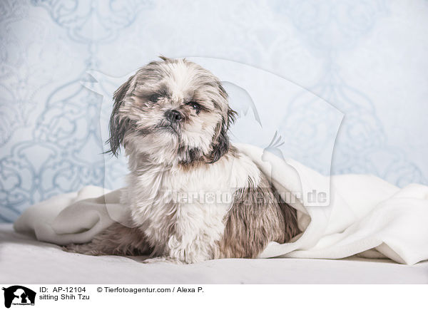 sitzender Shih Tzu / sitting Shih Tzu / AP-12104