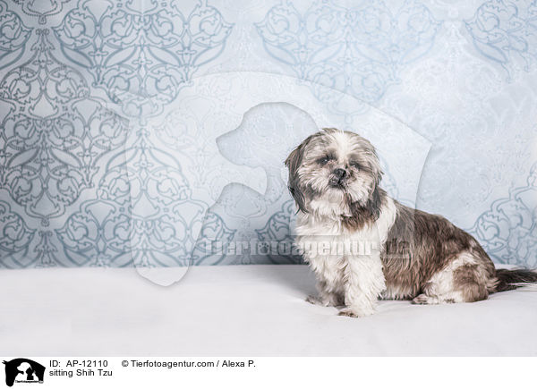 sitzender Shih Tzu / sitting Shih Tzu / AP-12110