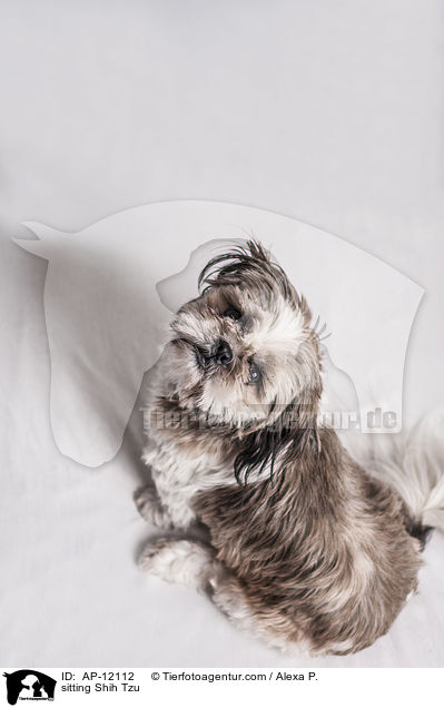 sitzender Shih Tzu / sitting Shih Tzu / AP-12112