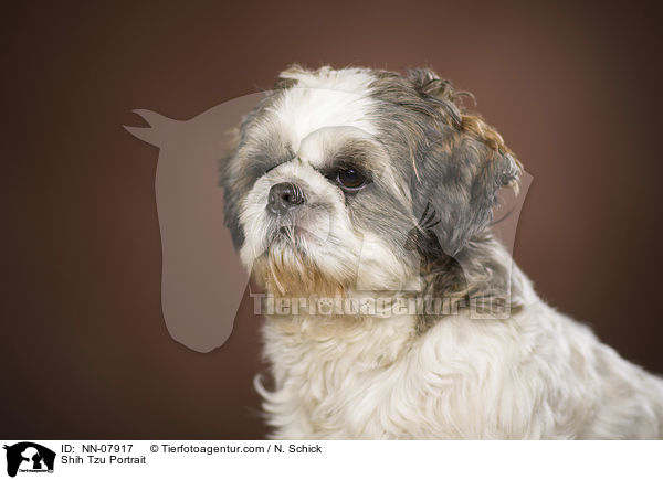 Shih Tzu Portrait / Shih Tzu Portrait / NN-07917