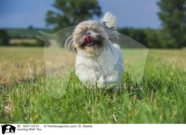 rennender Shih Tzu / running Shih Tzu / SST-13731