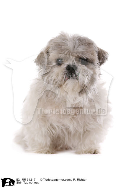 Shih Tzu Freisteller / Shih Tzu cut out / RR-61217
