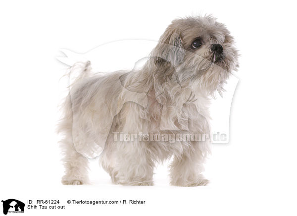 Shih Tzu Freisteller / Shih Tzu cut out / RR-61224