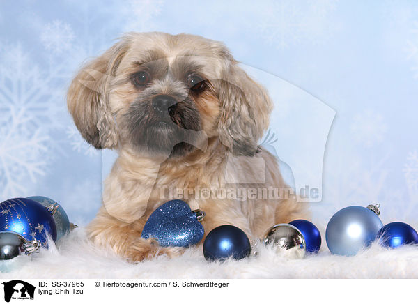 liegender Shih Tzu / lying Shih Tzu / SS-37965