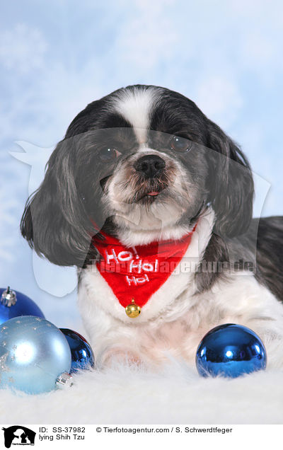 liegender Shih Tzu / lying Shih Tzu / SS-37982