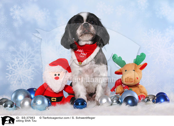 sitzender Shih Tzu / sitting Shih Tzu / SS-37983