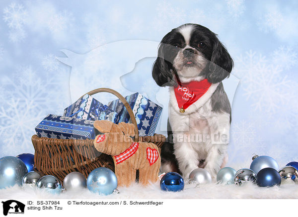 sitzender Shih Tzu / sitting Shih Tzu / SS-37984