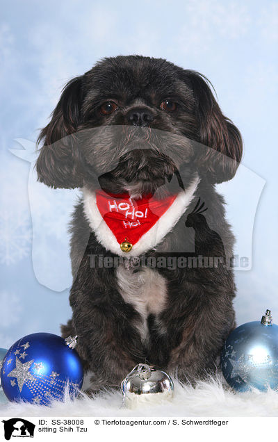 sitzender Shih Tzu / sitting Shih Tzu / SS-38008