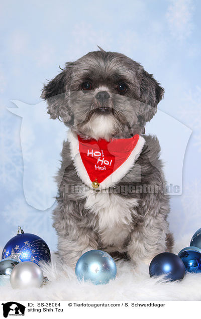 sitzender Shih Tzu / sitting Shih Tzu / SS-38064