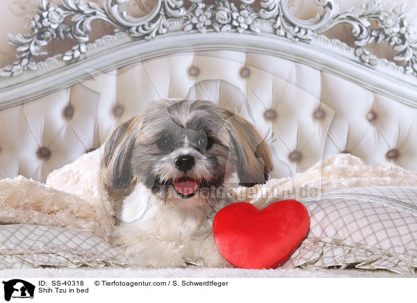 Shih Tzu im Bett / Shih Tzu in bed / SS-40318