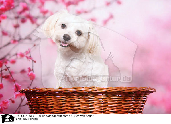Shih Tzu Portrait / Shih Tzu Portrait / SS-49607