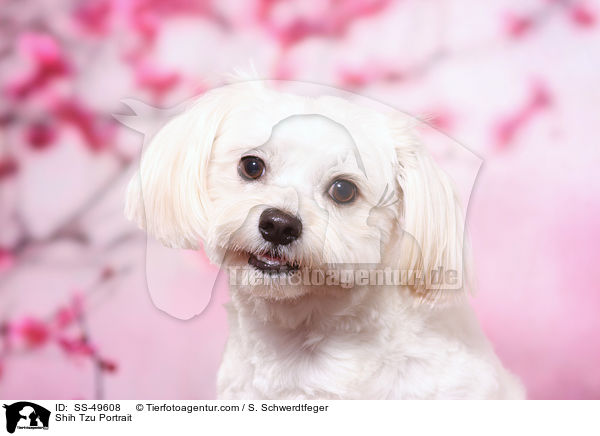Shih Tzu Portrait / Shih Tzu Portrait / SS-49608