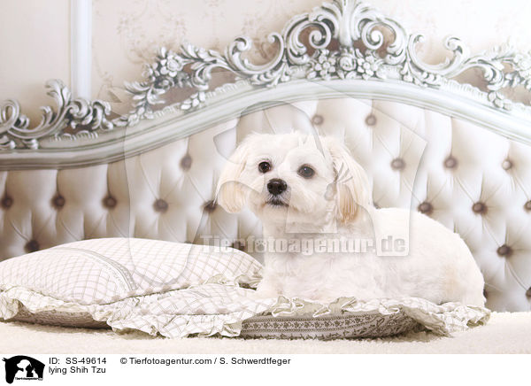 liegender Shih Tzu / lying Shih Tzu / SS-49614