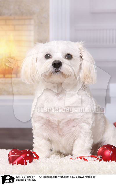 sitzender Shih Tzu / sitting Shih Tzu / SS-49667
