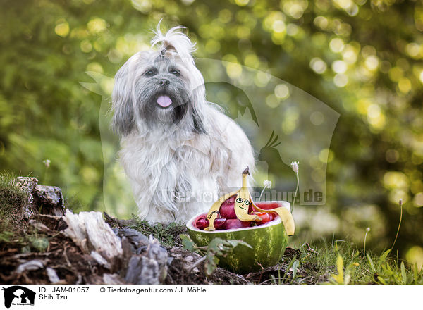 Shih Tzu / Shih Tzu / JAM-01057