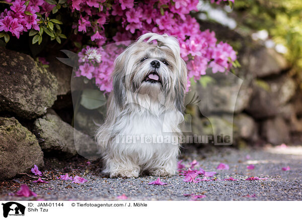 Shih Tzu / Shih Tzu / JAM-01144