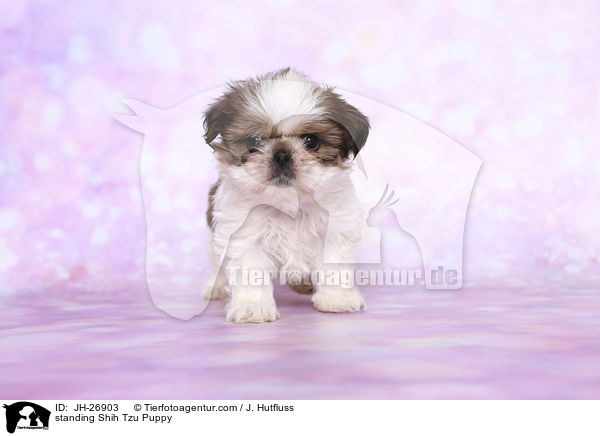 stehender Shih Tzu Welpe / standing Shih Tzu Puppy / JH-26903