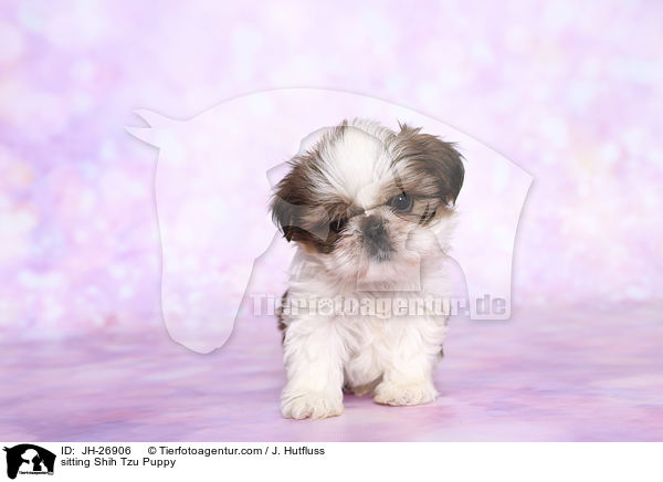 sitzender Shih Tzu Welpe / sitting Shih Tzu Puppy / JH-26906