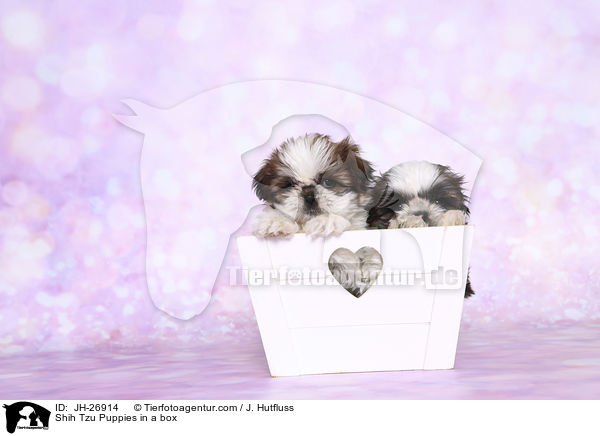 Shih Tzu Welpen in einer Kiste / Shih Tzu Puppies in a box / JH-26914