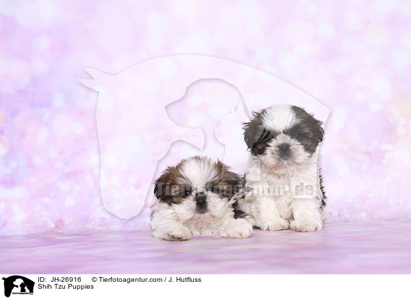 Shih Tzu Welpen / Shih Tzu Puppies / JH-26916
