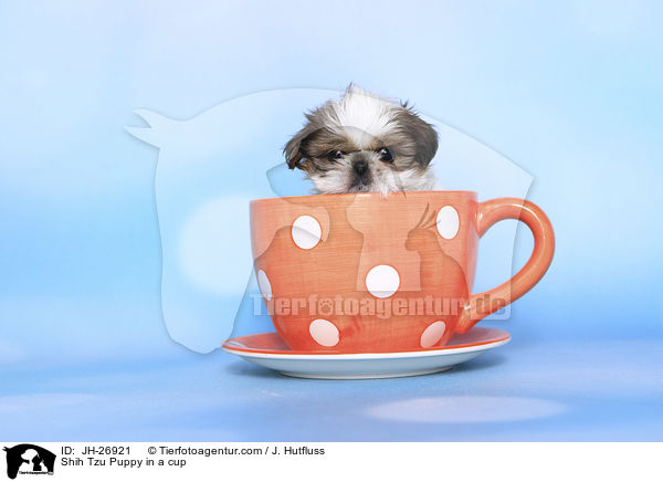 Shih Tzu Welpe in einer Tasse / Shih Tzu Puppy in a cup / JH-26921