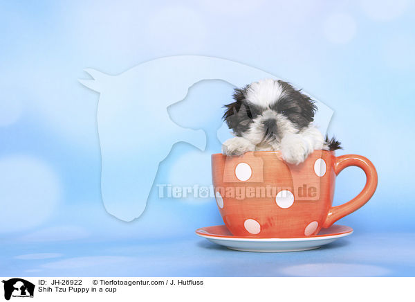 Shih Tzu Welpe in einer Tasse / Shih Tzu Puppy in a cup / JH-26922